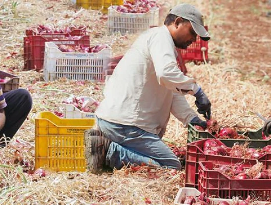 ΔΕΛΤΙΟ ΤΥΠΟΥ-Ανέλεγκτη η παραβατικότητα στην εργασία στον αγροτικό τομέα - Αόρατες για την Πολιτεία οι συνθήκες δουλείας και οι κίνδυνοι ακόμα και για τη ζωή των εργατών γης