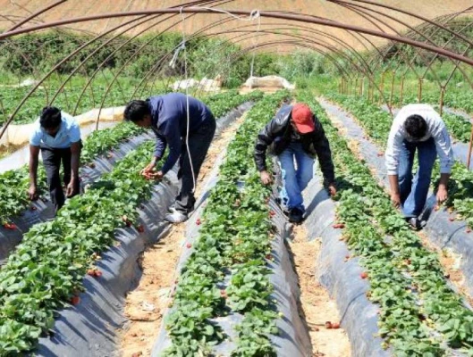 Οι εργάτες γης στα ματωμένα φραουλοχώραφα απαιτούν δικαίωση