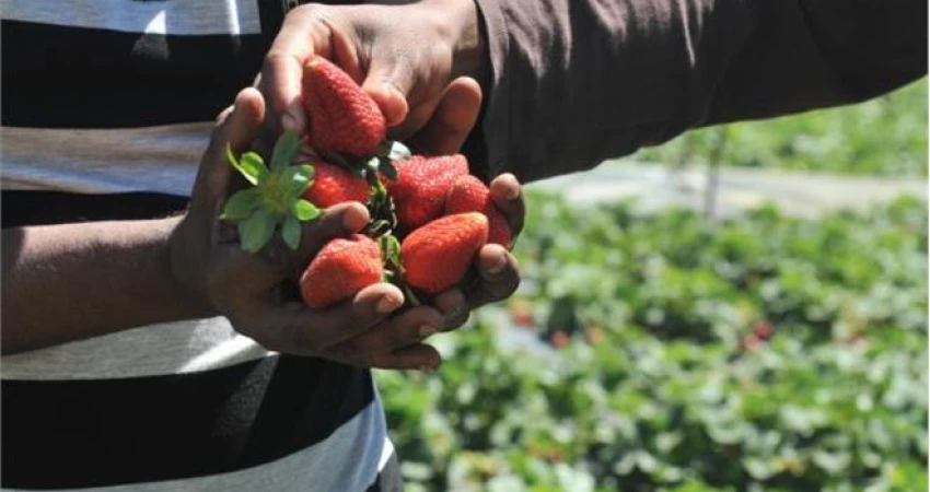 Η ΓΣΕΕ ΖΗΤΑ ΑΜΕΣΑ ΜΕΤΡΑ ΣΥΜΜΟΡΦΩΣΗΣ ΣΤΗΝ ΑΠΟΦΑΣΗ ΤΟΥ ΕΔΔΑ ΓΙΑ ΤΙΣ ΣΥΝΘΗΚΕΣ ΣΥΓΧΡΟΝΗΣ ΔΟΥΛΕΙΑΣ ΣΤΟΝ ΑΓΡΟΤΙΚΟ ΤΟΜΕΑ ΣΤΗΝ ΕΛΛΑΔΑ –  ΚΡΙΣΙΜΗ Η ΔΙΑΤΑΞΗ ΤΗΣ ΝΕΑΣ ΕΘΝΙΚΗΣ ΓΕΝΙΚΗΣ ΣΣΕ